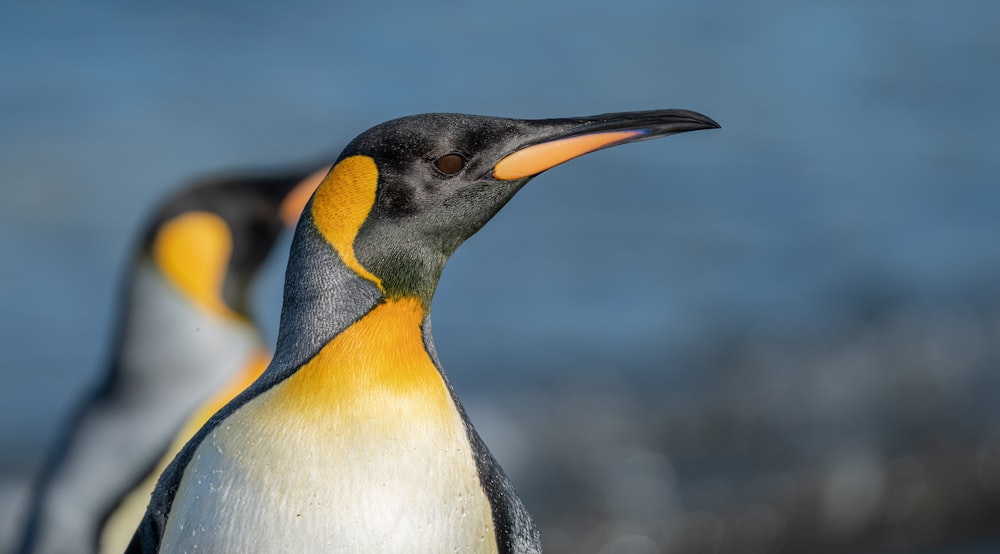 a couple of penguins standing next to each other