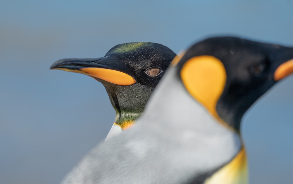 a close up of a penguin's head with a blue sky in the background