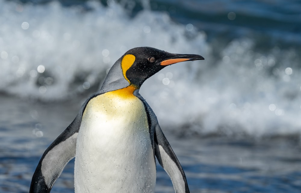 a penguin standing on a beach next to the ocean