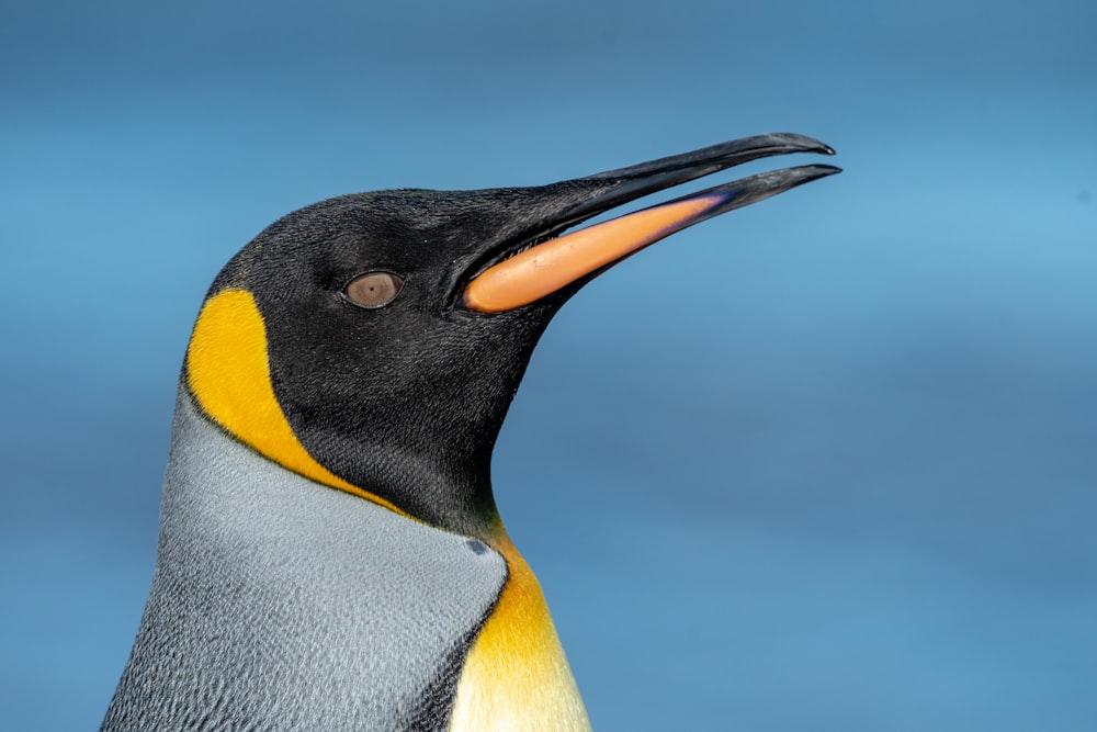 a close up of a penguin with its beak open