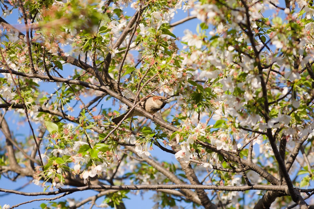 a bird sitting on a branch of a tree