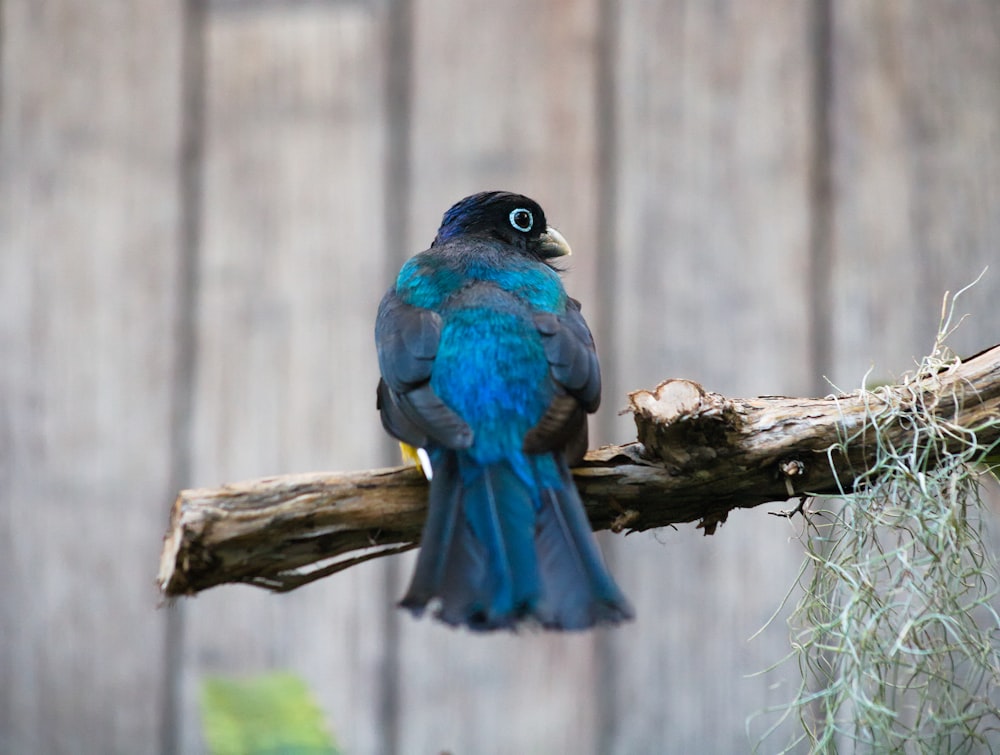 um pássaro azul e preto sentado em cima de um galho de árvore