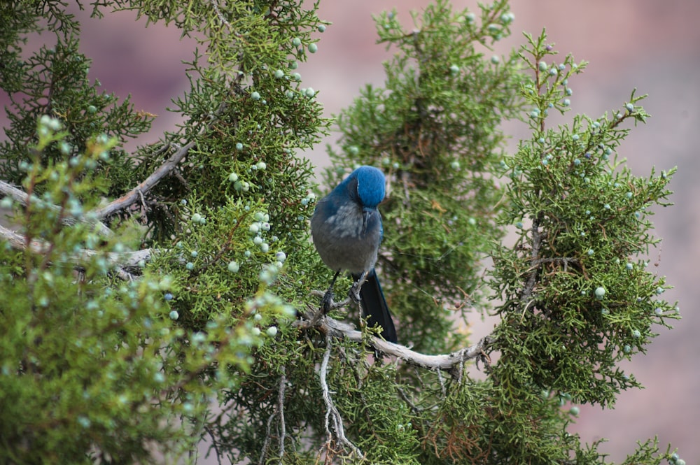 a blue and gray bird perched on a tree branch