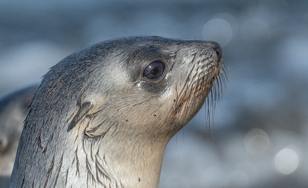 a close up of a seal with a blurry background