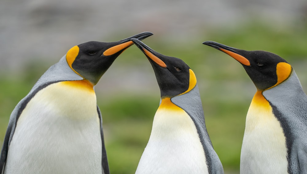 a couple of penguins standing next to each other