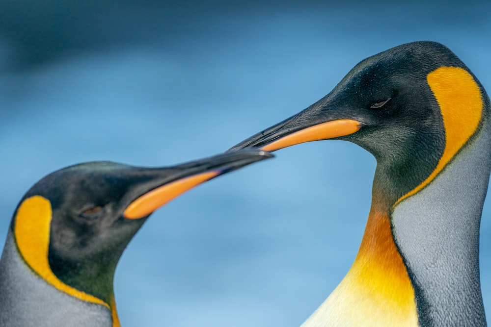 a couple of birds that are next to each other