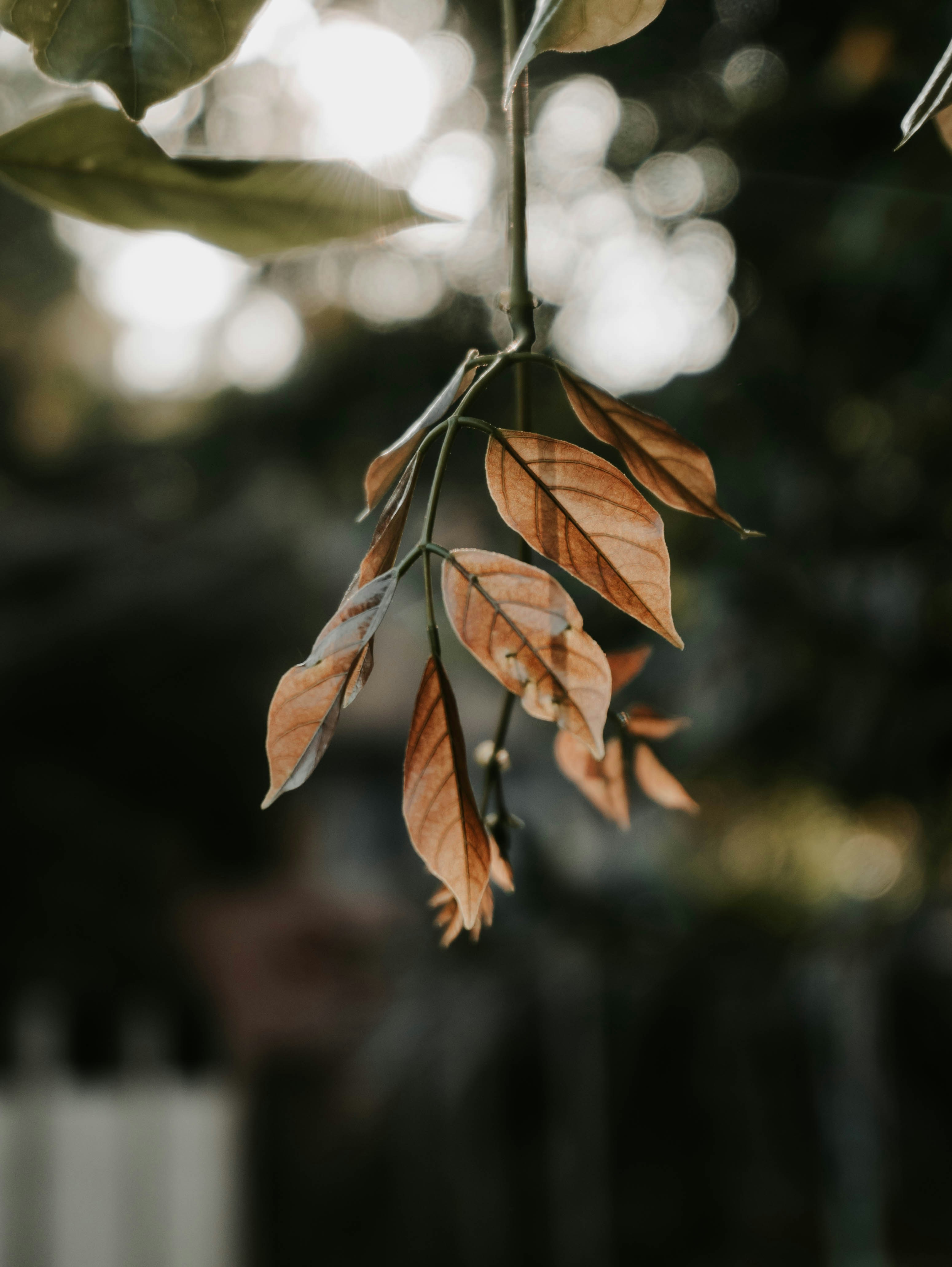 Photo by shotbyrayyan