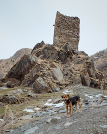 A solitary tower stands on a rugged, rocky hill, surrounded by sparse patches of snow and tufts of grass. A mixed-breed dog with a brown and black coat stands in the foreground, looking towards the camera, amidst a landscape of scattered stones and uneven terrain.