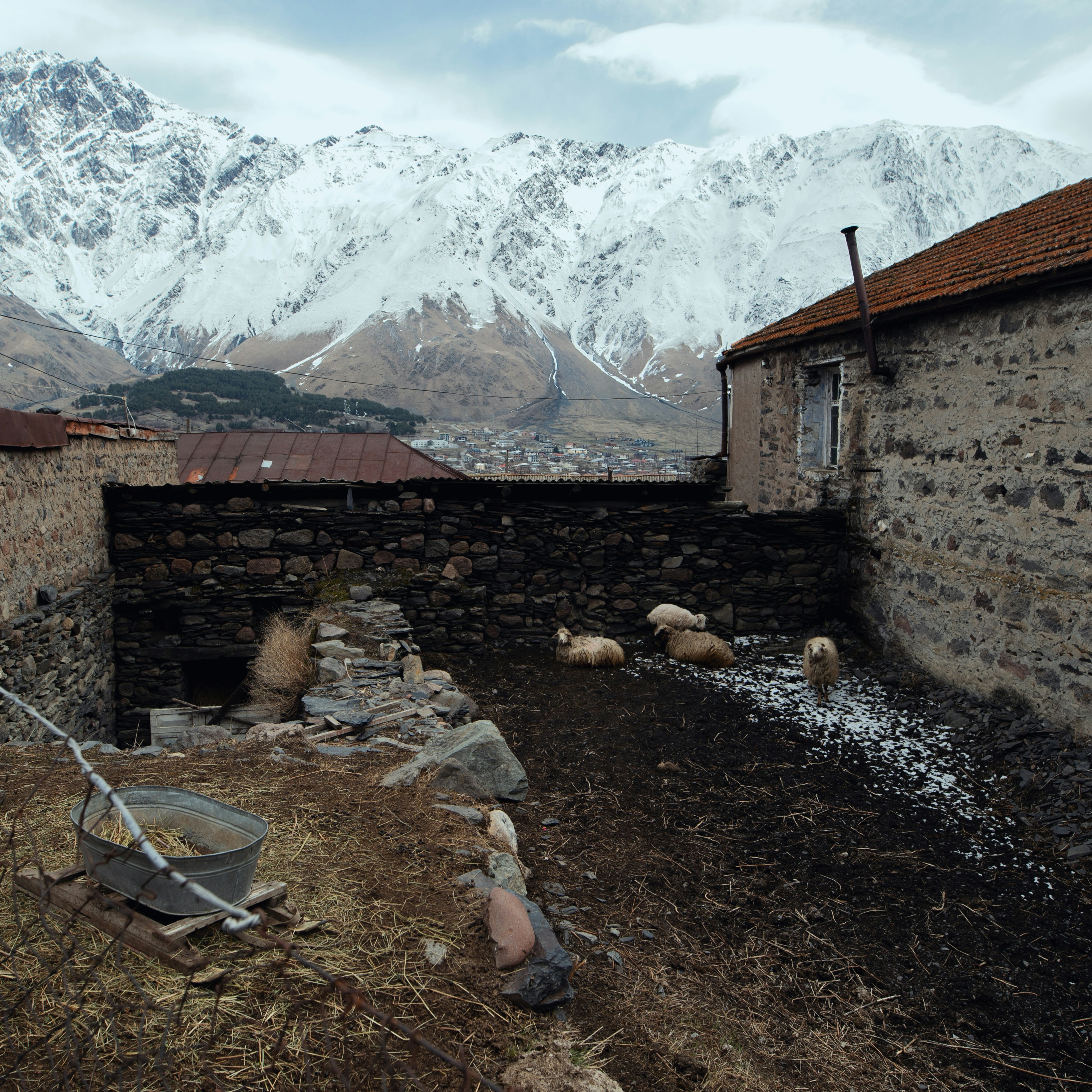 a group of sheep laying on top of a dry grass field
