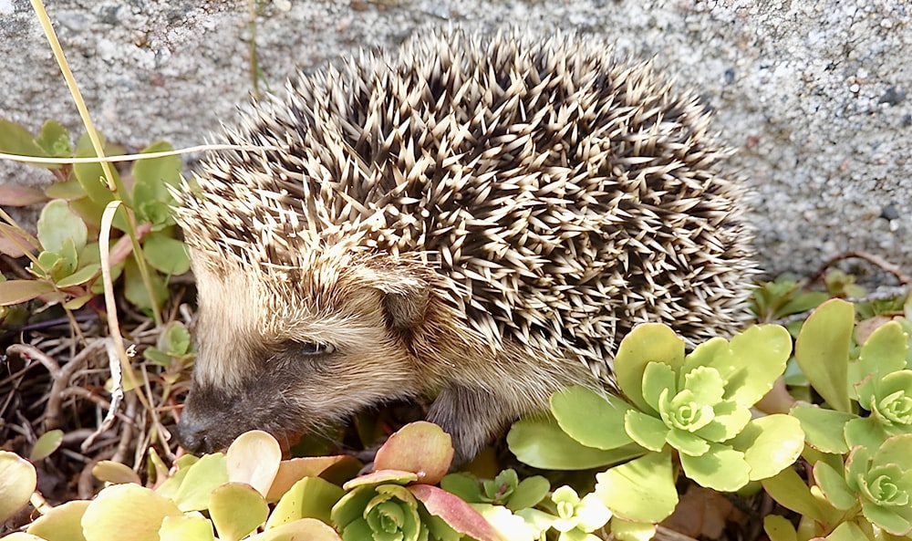 a small hedge is standing in the grass