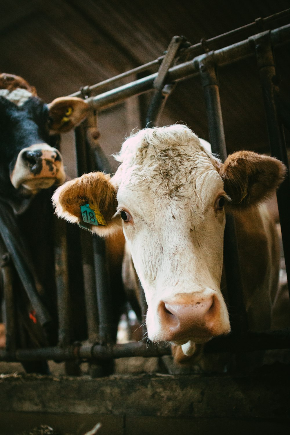 a close up of a cow behind a fence