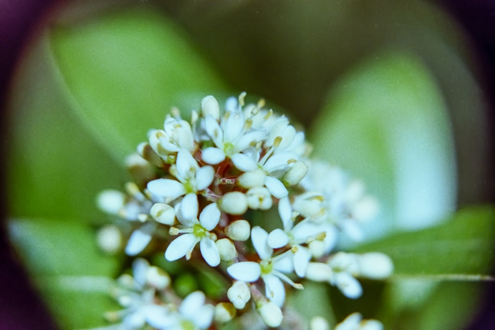 Un primer plano de una pequeña flor blanca