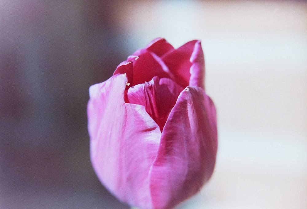 Un primer plano de una flor rosa con un fondo borroso