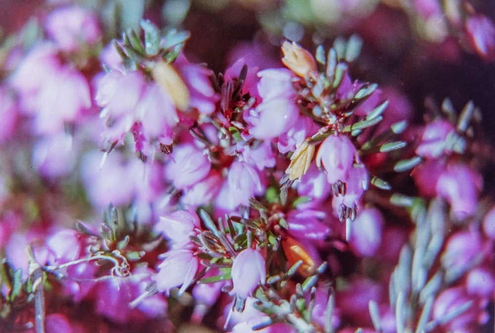 Un primo piano di un mazzo di fiori viola