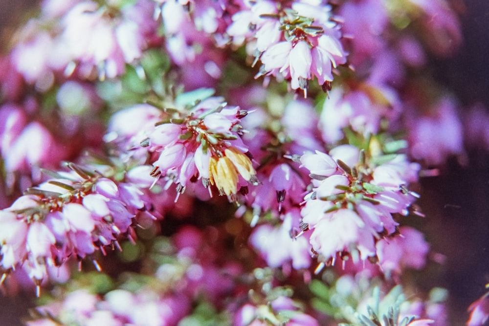 Un primo piano di un mazzo di fiori rosa