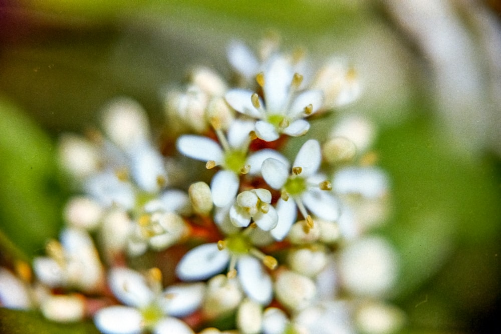 un primo piano di un piccolo fiore bianco