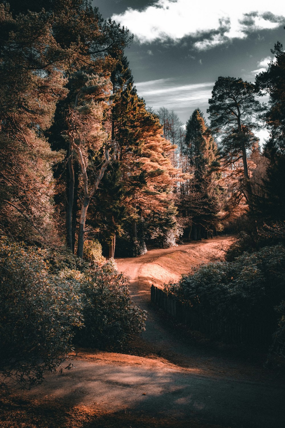 a dirt road surrounded by trees and bushes