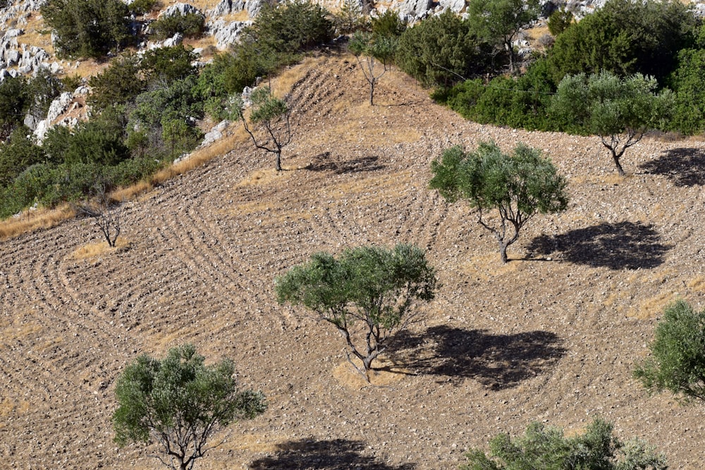 a group of trees that are sitting in the dirt