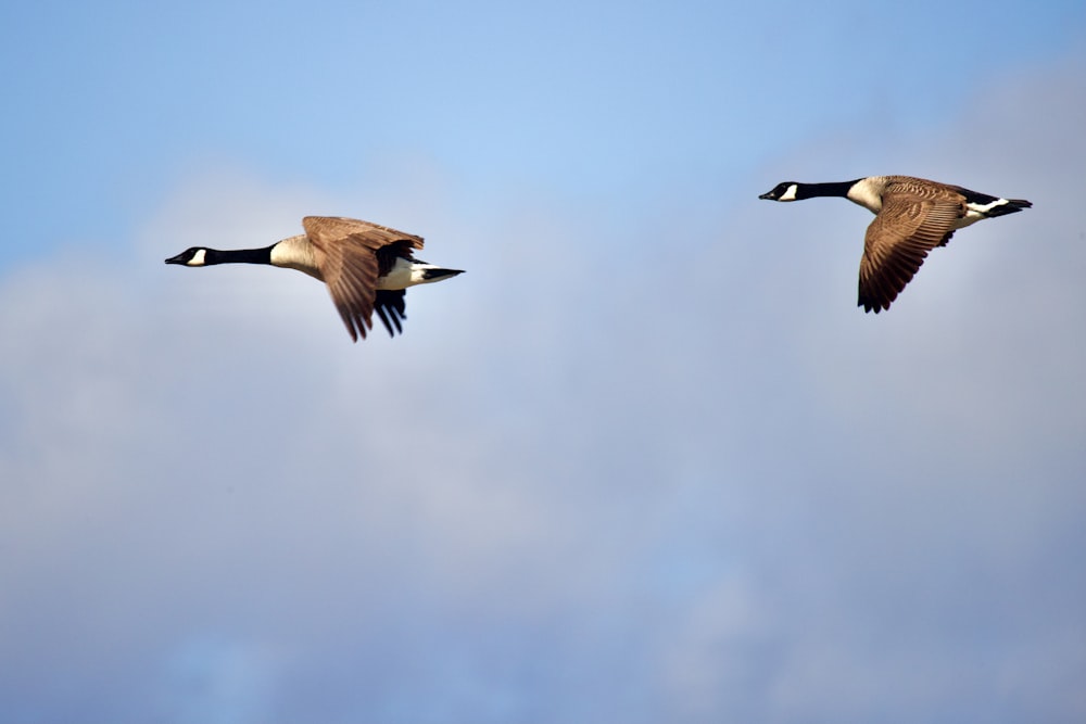 two geese are flying in the sky together