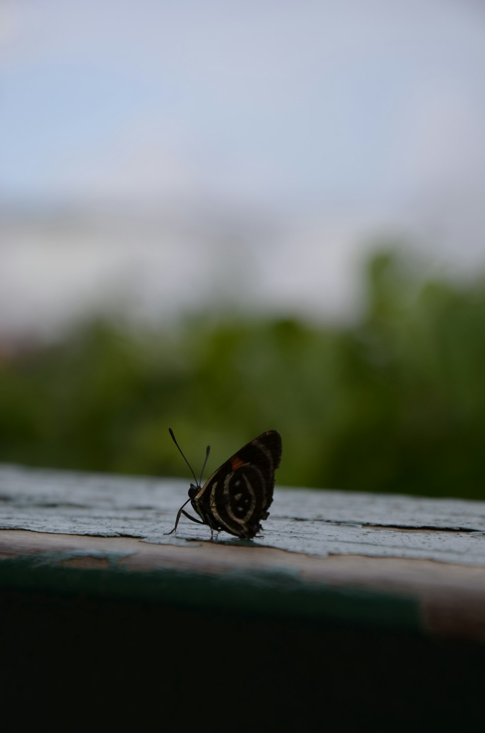 a small butterfly sitting on top of a wooden table