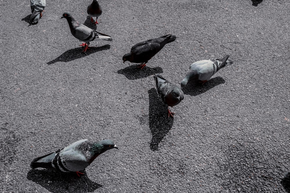 a flock of birds standing on top of a parking lot