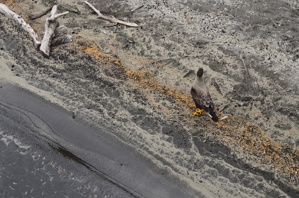 a bird standing on the side of a road