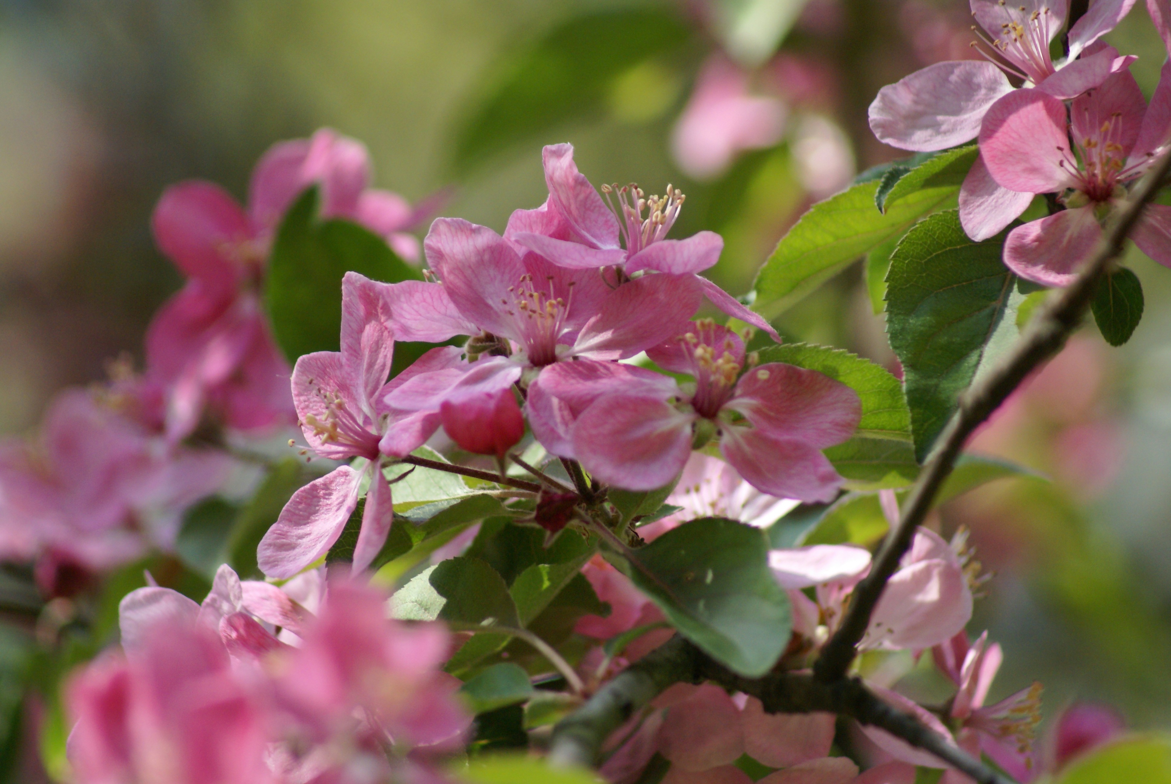 Photo by nanakim_hazza