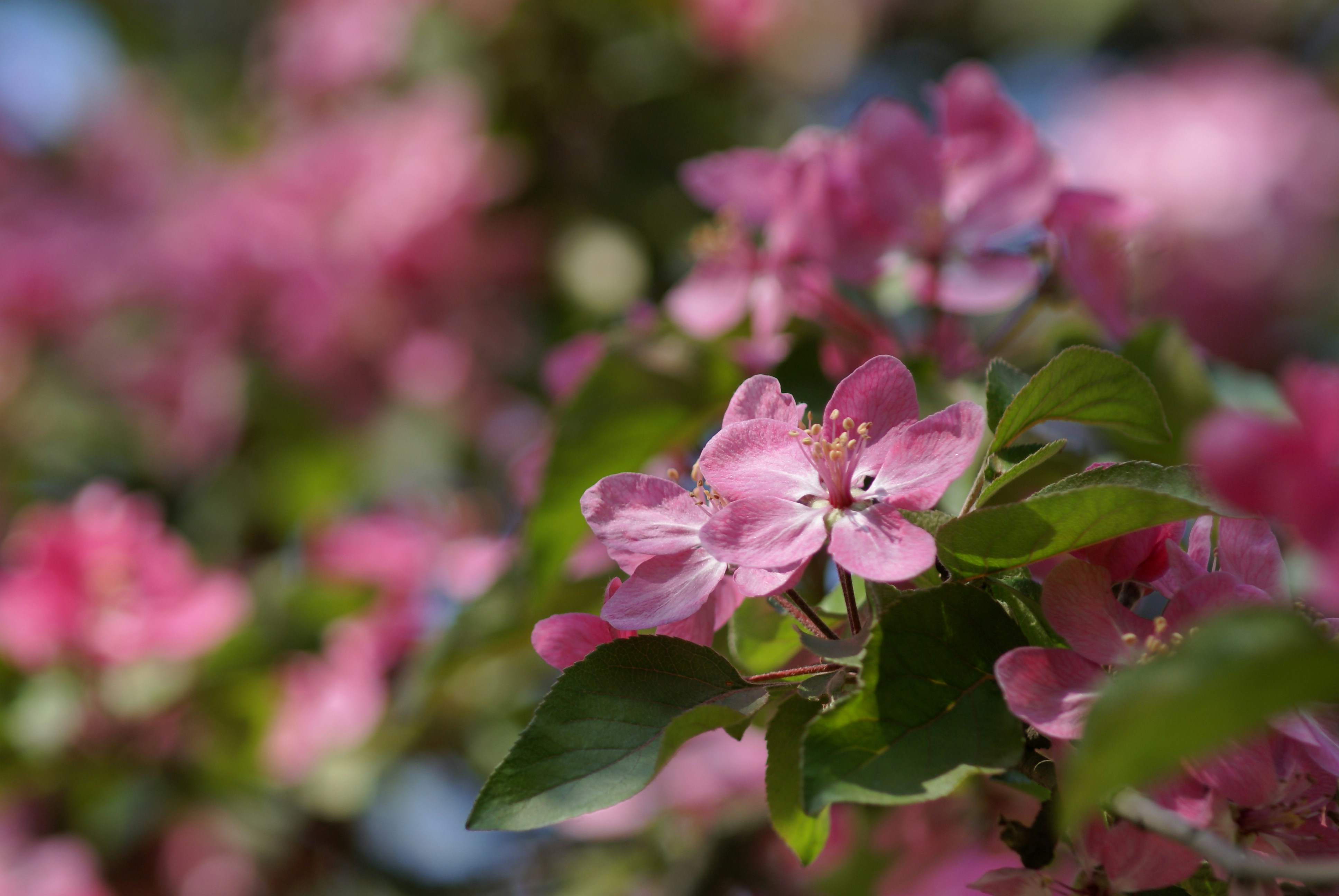 Photo by nanakim_hazza