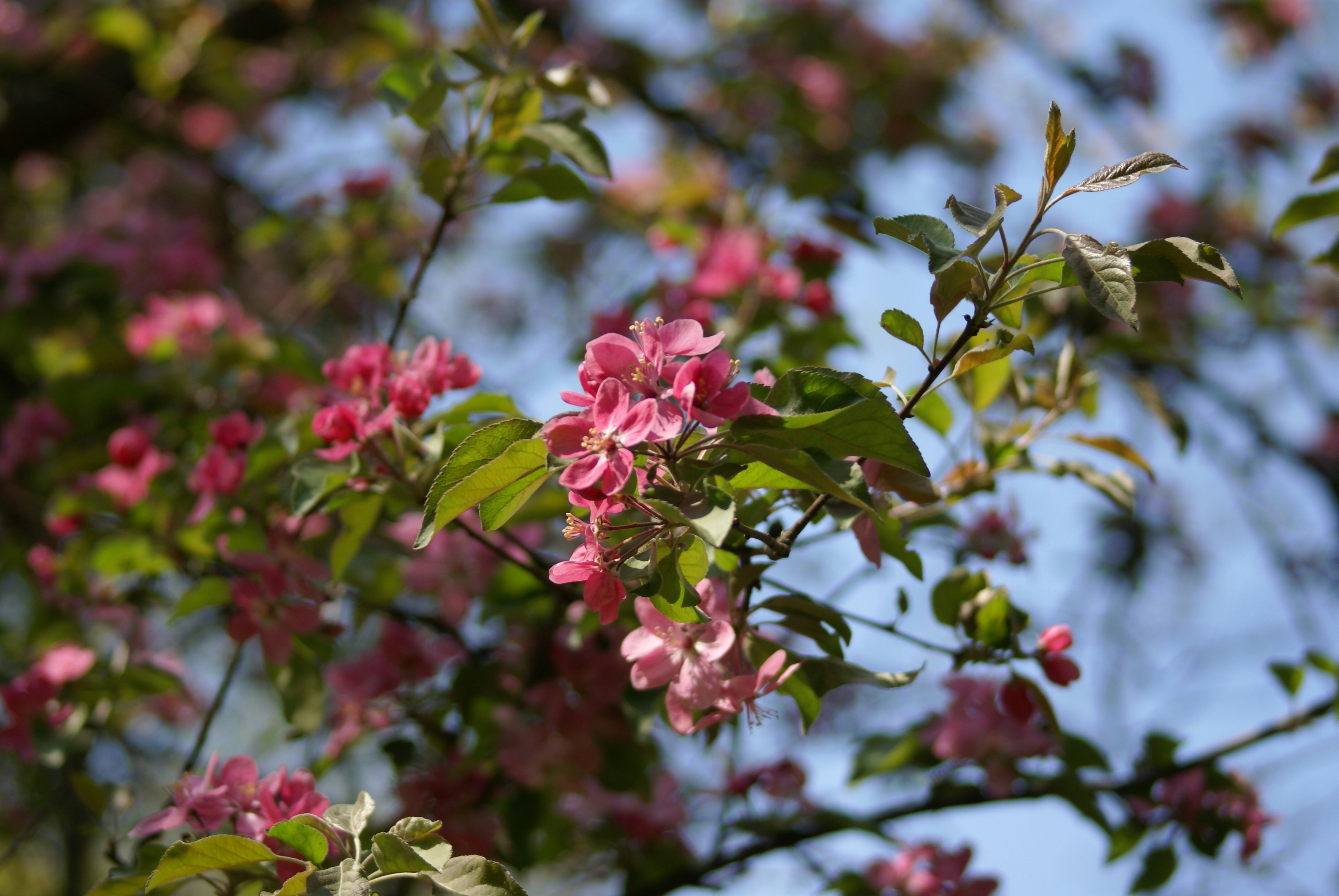 Photo by nanakim_hazza