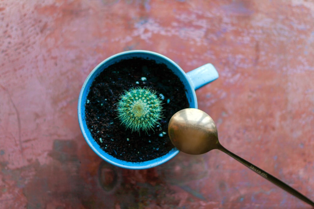 un petit cactus dans une tasse bleue avec une cuillère