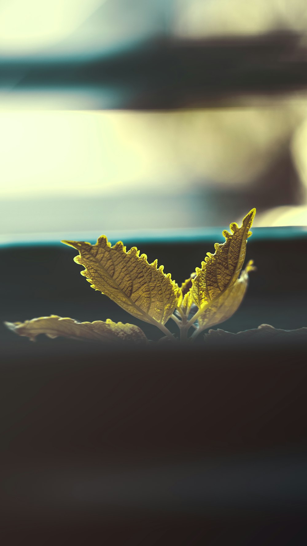 a yellow leaf floating on top of a body of water