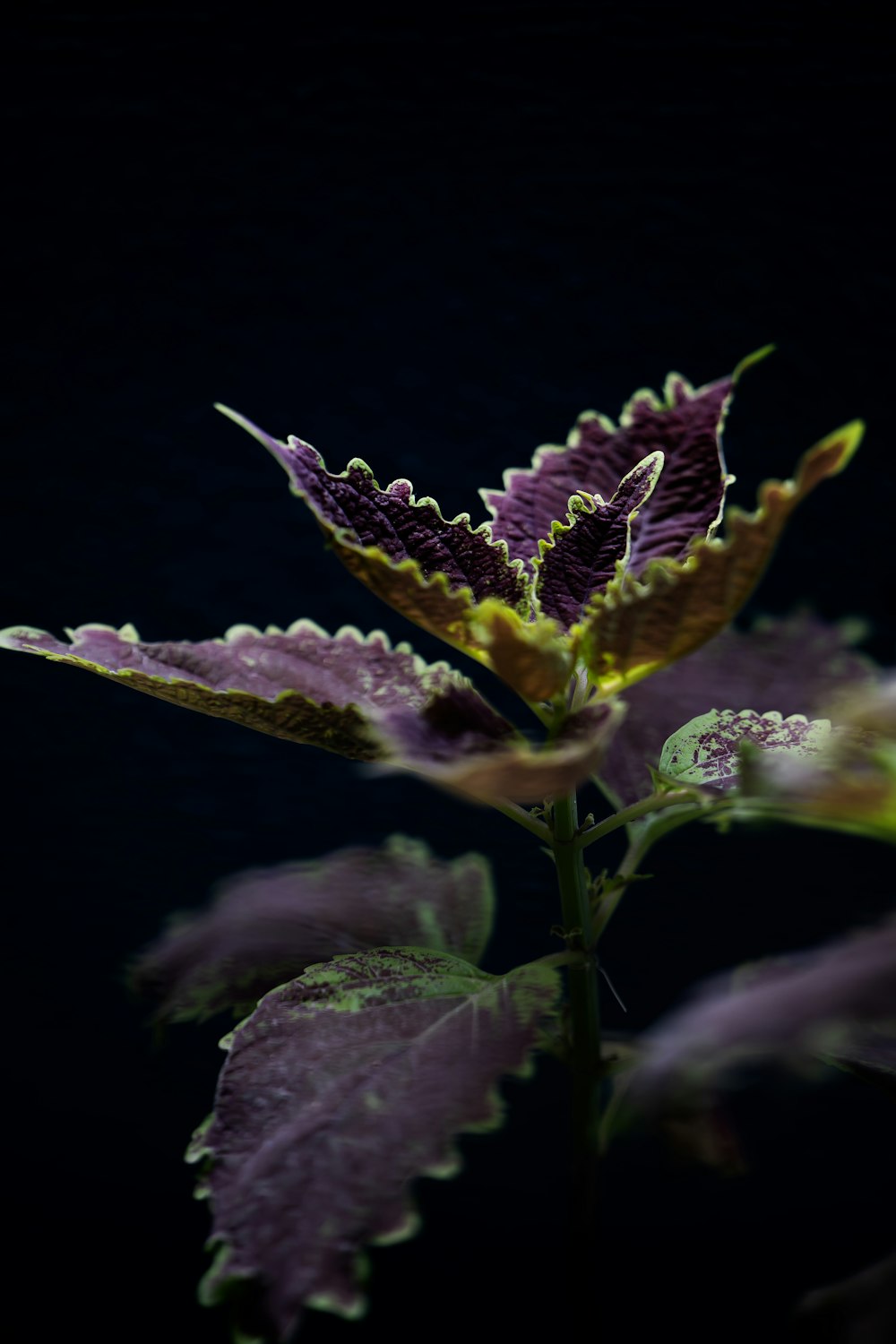 Un primo piano di una pianta con foglie viola