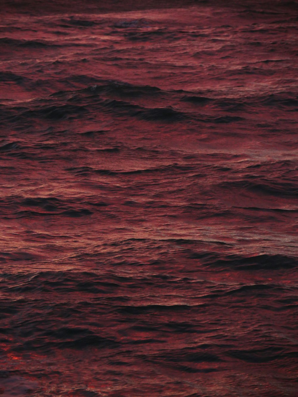 a bird flying over a body of water at sunset