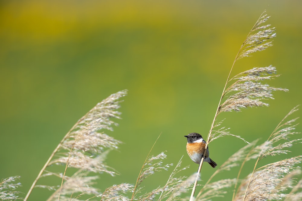 a small bird perched on top of a tall grass