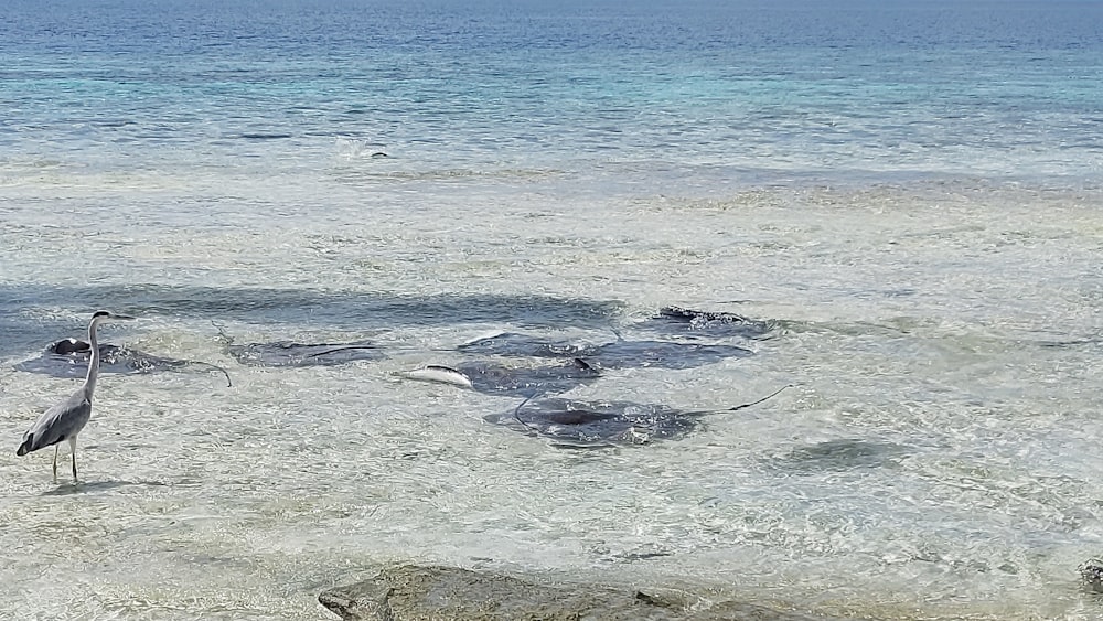 a bird standing in shallow water on a beach