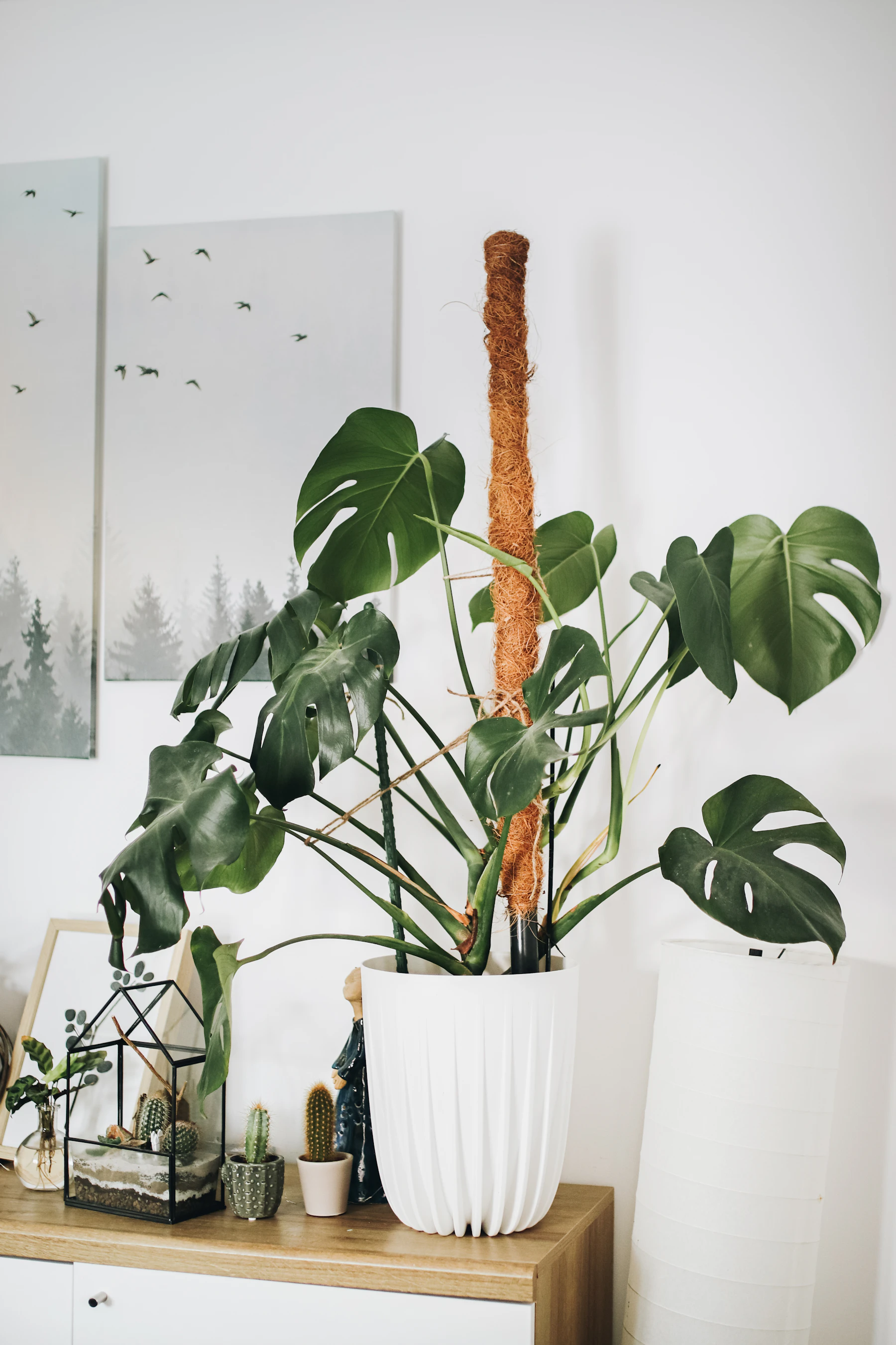A monstera in a white pot tied to a tall coir pole, its split leaves spreading out beside a wooden sideboard