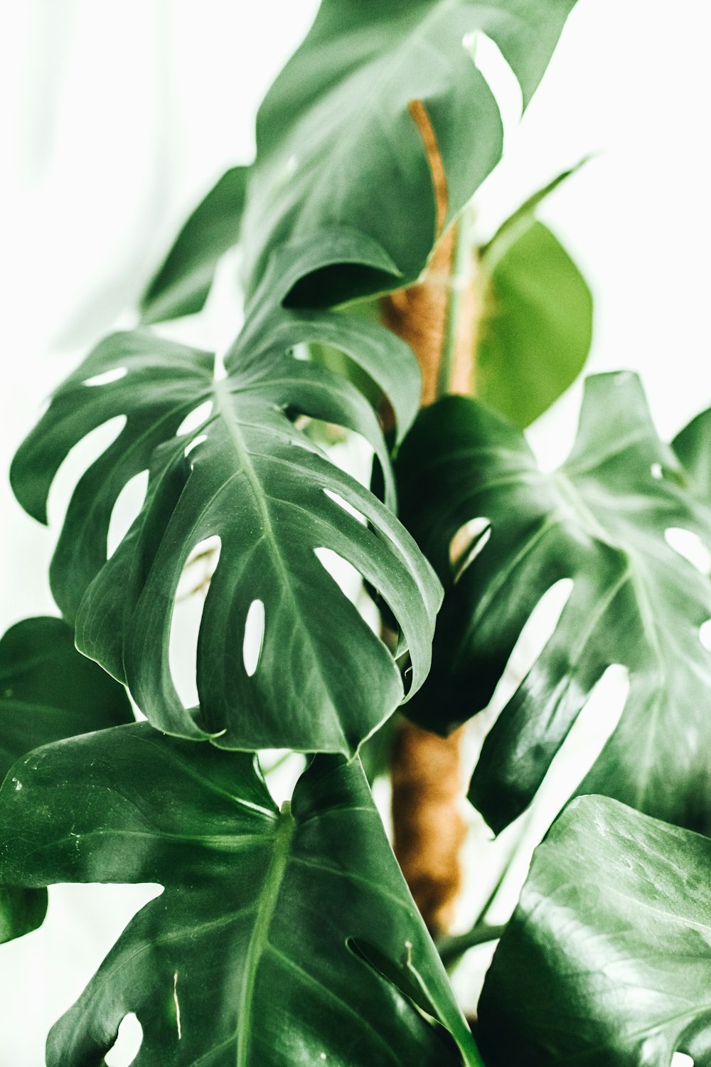 a close up of a plant with large leaves