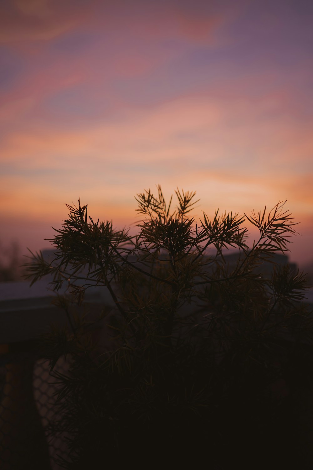 a pine tree is silhouetted against a sunset