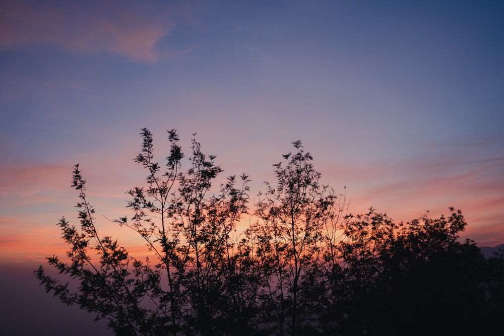 a tree is silhouetted against a pink and blue sky