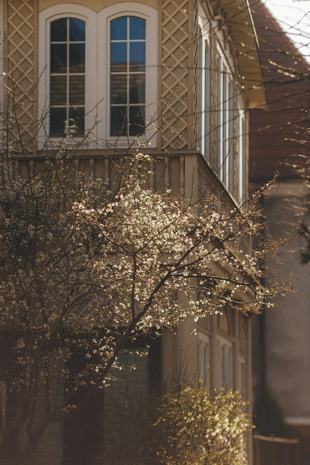 a tree with white flowers in front of a house