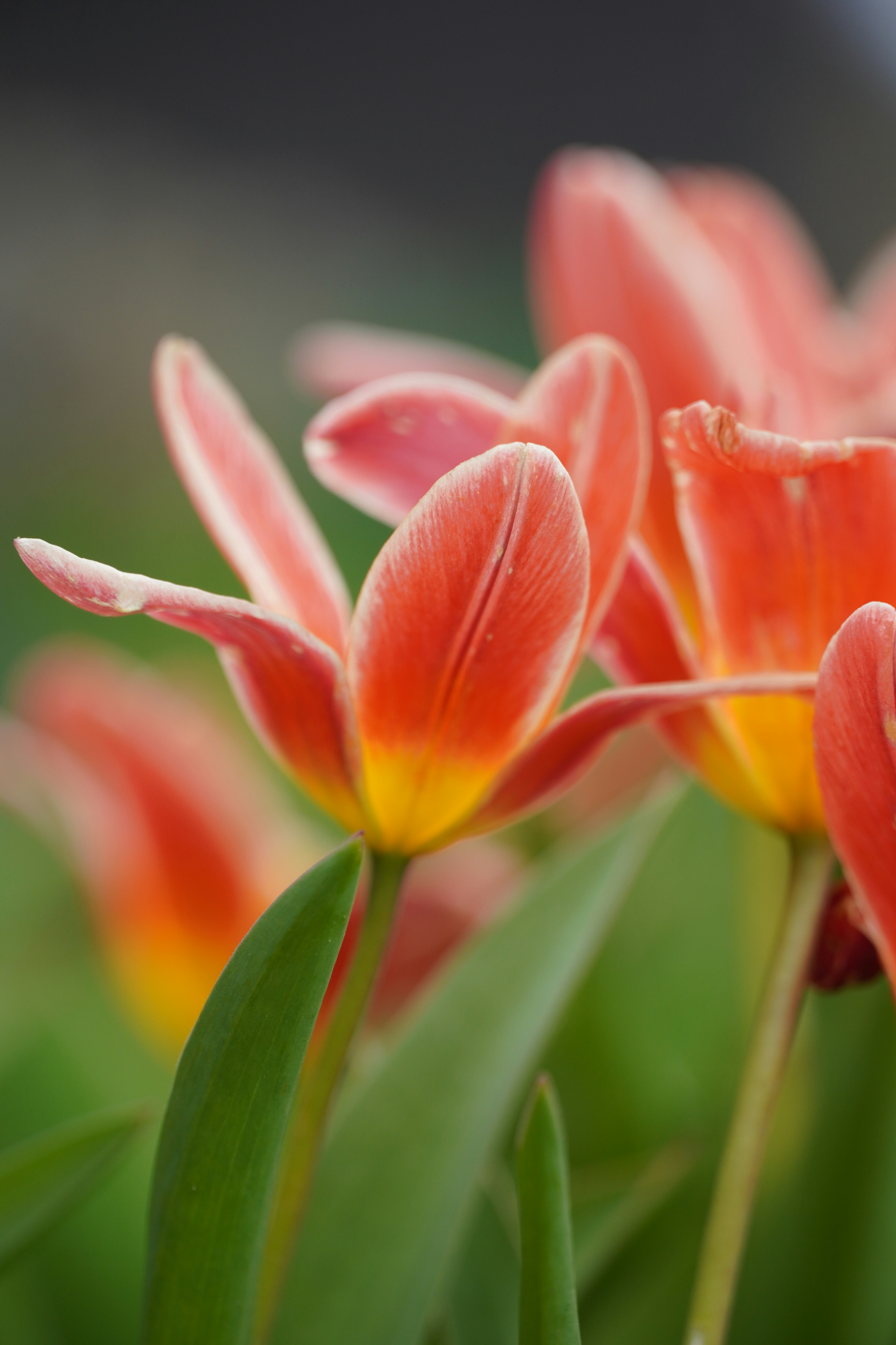 Photo by theodor_jacob