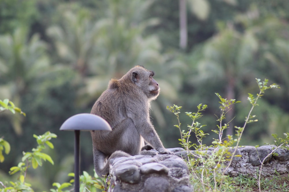 a monkey sitting on top of a rock next to a lamp