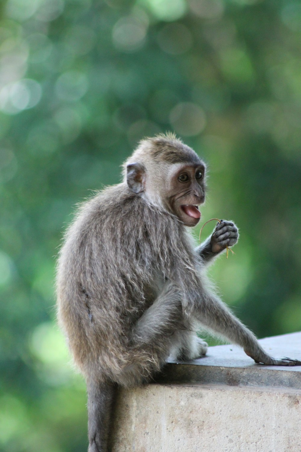 a monkey sitting on top of a cement wall