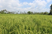A lush green rice field stretches towards the horizon, bordered by tall palm trees under a partly cloudy blue sky. The vibrant greenery indicates healthy growing rice, with some palm trees in the distance swaying gently in the breeze.