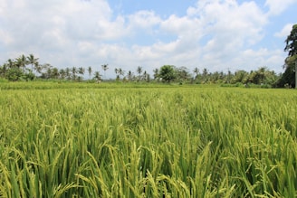 A lush green rice field stretches towards the horizon, bordered by tall palm trees under a partly cloudy blue sky. The vibrant greenery indicates healthy growing rice, with some palm trees in the distance swaying gently in the breeze.
