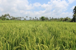 A lush green rice field stretches towards the horizon, bordered by tall palm trees under a partly cloudy blue sky. The vibrant greenery indicates healthy growing rice, with some palm trees in the distance swaying gently in the breeze.