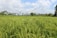 A lush green rice field stretches towards the horizon, bordered by tall palm trees under a partly cloudy blue sky. The vibrant greenery indicates healthy growing rice, with some palm trees in the distance swaying gently in the breeze.