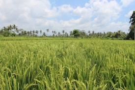 A lush green rice field stretches towards the horizon, bordered by tall palm trees under a partly cloudy blue sky. The vibrant greenery indicates healthy growing rice, with some palm trees in the distance swaying gently in the breeze.