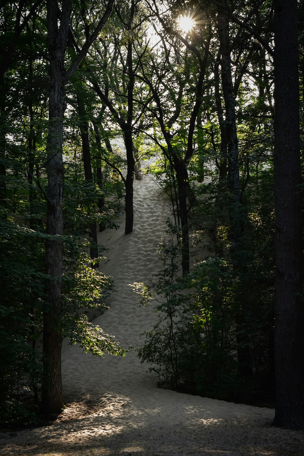a path in the middle of a forest with sun shining through the trees