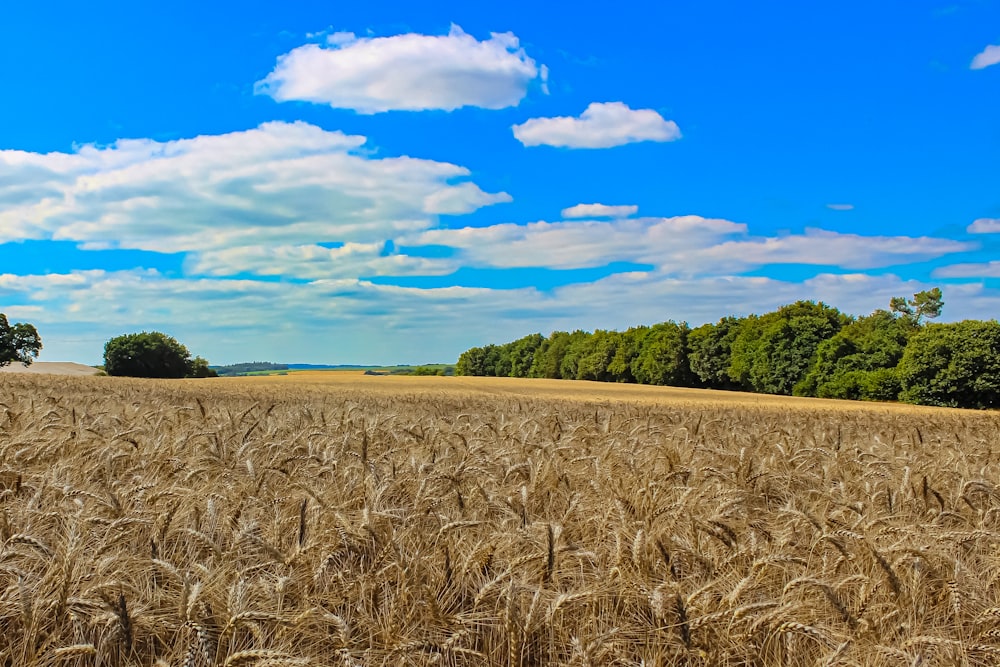 a field of wheat under a blue sky with clouds